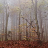 Autumn in the Ardennes